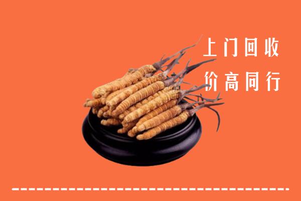 昭化区回收散虫草